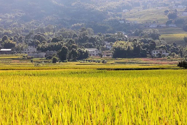 酒城立秋|一半盛夏余温,一半大地丰收(图11) 11.jpg