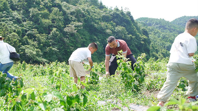 古蔺箭竹苗族乡:“红树莓”串起农旅融合好“丰”景(图1) 1.jpg