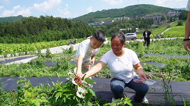 古蔺箭竹苗族乡:“红树莓”串起农旅融合好“丰”景(图3) 3.jpg