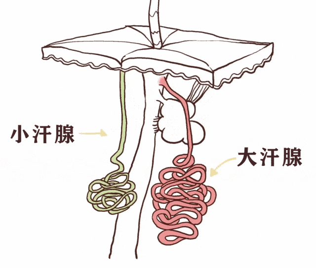 夏天不敢抬胳膊?别让“腋下小情绪”毁了您的社交自信!(图5) 5.gif
