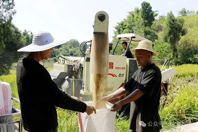 10分钟收一亩!农机助力纳溪28.9万亩水稻喜获丰收!(图4) 4.jpg