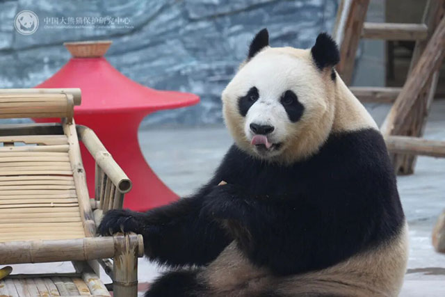 首次联动!宜宾蜀南竹海举行大熊猫生日季丰容活动(图3) 3.jpg