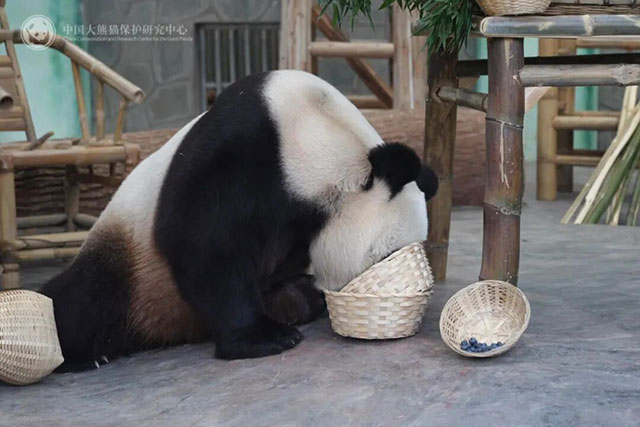 首次联动!宜宾蜀南竹海举行大熊猫生日季丰容活动(图4) 4.jpg