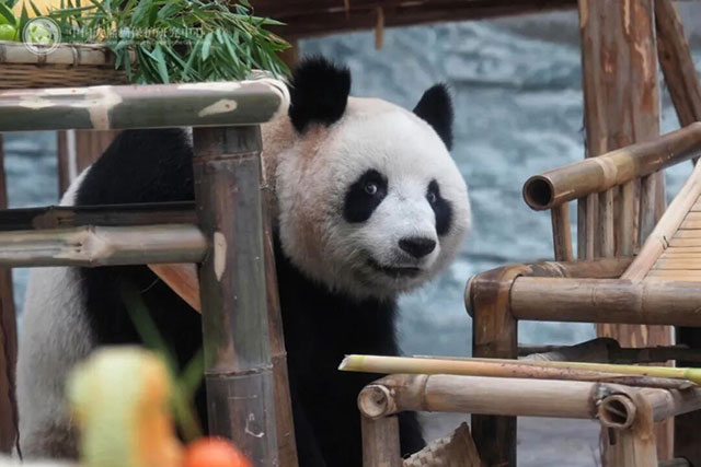 首次联动!宜宾蜀南竹海举行大熊猫生日季丰容活动(图5) 5.jpg