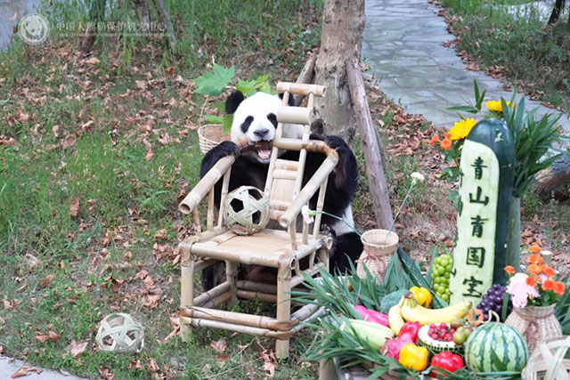首次联动!宜宾蜀南竹海举行大熊猫生日季丰容活动(图6) 6.jpg