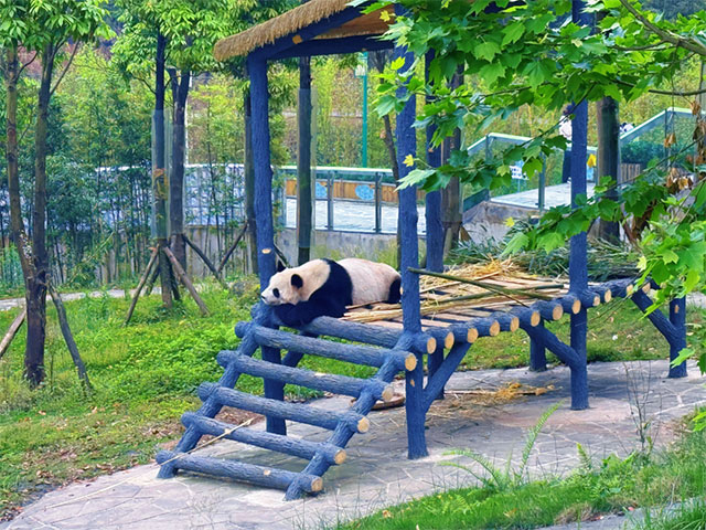 首次联动!宜宾蜀南竹海举行大熊猫生日季丰容活动(图7) 7.jpg