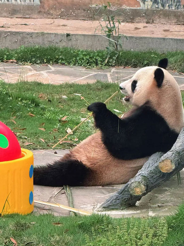 首次联动!宜宾蜀南竹海举行大熊猫生日季丰容活动(图8) 8.jpg