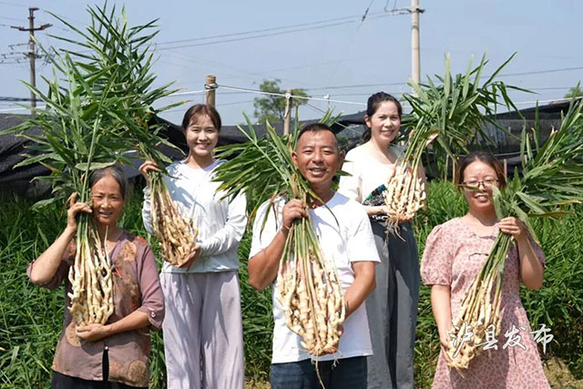 亩产4000斤!泸县牛滩生姜新鲜上市(图3) 3.jpg