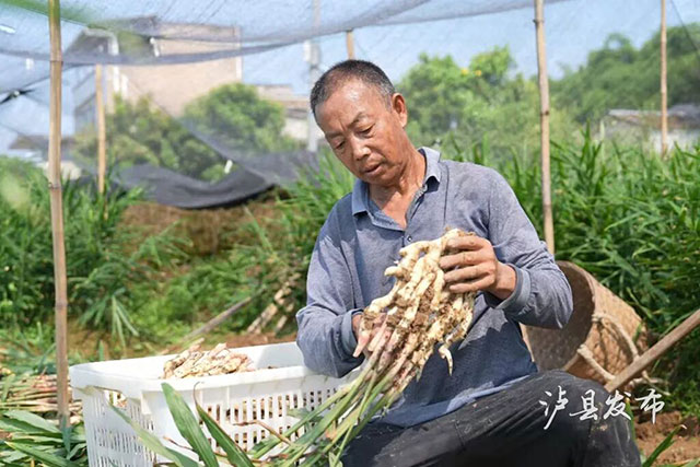 亩产4000斤!泸县牛滩生姜新鲜上市(图4) 4.jpg