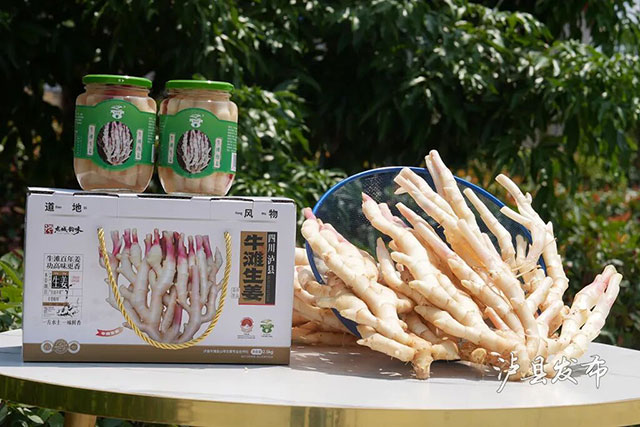 亩产4000斤!泸县牛滩生姜新鲜上市(图5) 5.jpg