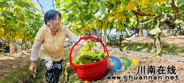 科技加持 小葡萄串起乡村振兴“甜蜜链”(图3) 图2:村民葡萄园帮工剪葡萄.jpg