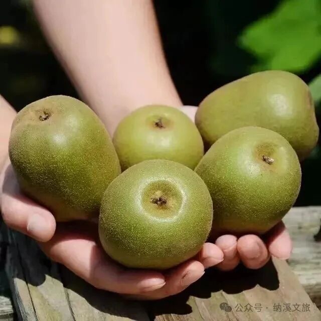甜蜜预警!纳溪天仙镇的“梨”不开和“猕”之恋,熟了!(图5) 天仙5.jpg