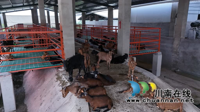 第五届石宝高山羊肉美食文化活动盛大启幕 一锅红汤羊肉,撬动一条产业链的跃迁(图4) 4.jpg