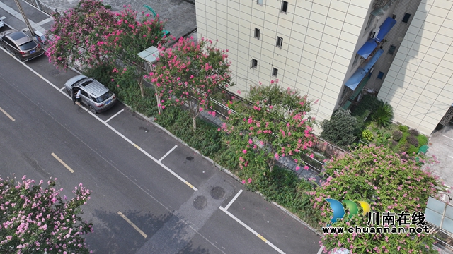 纳溪:紫薇盛放 四季繁花装点美丽城市(图2) 花2.jpg