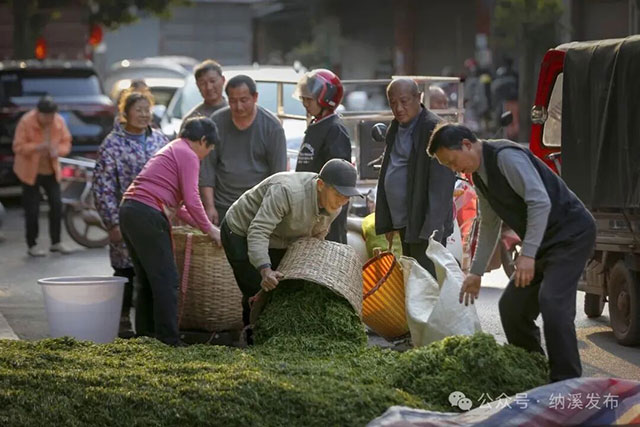 纳溪区“镜观特早茶乡 品味中国春天”短视频、摄影比赛获奖名单公布,快来围观!(图10) 10.jpg