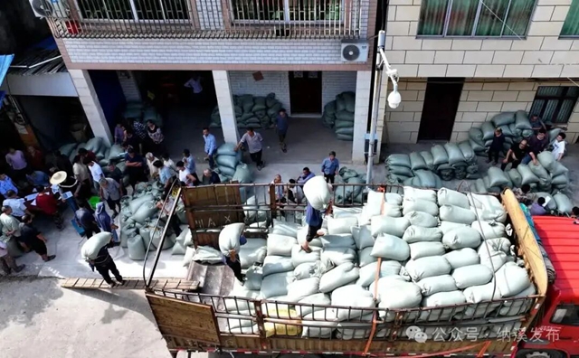 纳溪:销路兜底、现款兑现!订单高粱,让农户种得安心赚得踏实(图1) 米1.jpg