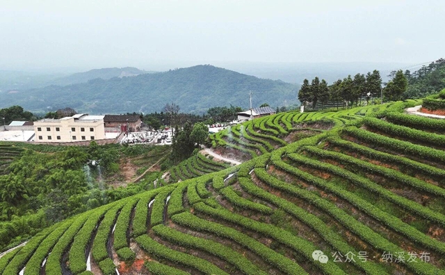 纳溪特早茶的“空中保镖”上岗了!(图1) 1.jpg