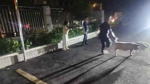 猪3.jpg