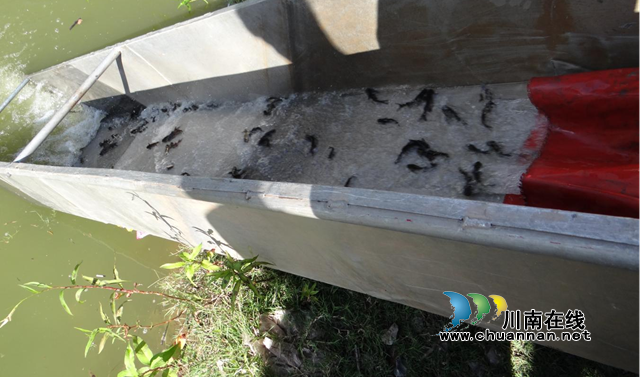 叙永:科学增殖放流修复水生态,持续守护赤水河流域生物多样性(图2) 鱼1.png