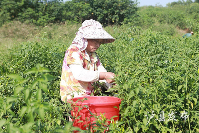 靠种植“不能吃的辣椒”,泸县这个村第一年就能挣45万(图3) 3.jpg