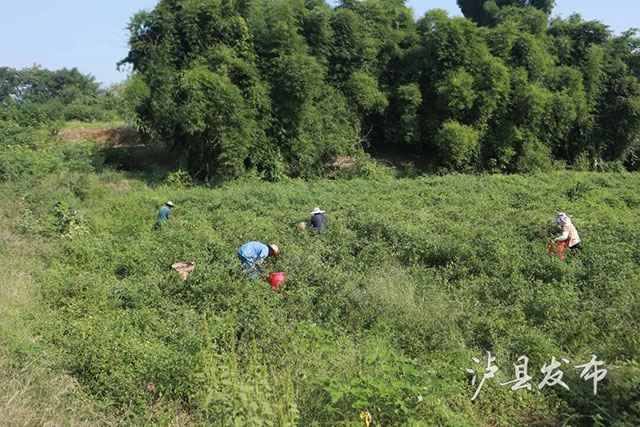 靠种植“不能吃的辣椒”,泸县这个村第一年就能挣45万(图1) 1.jpg