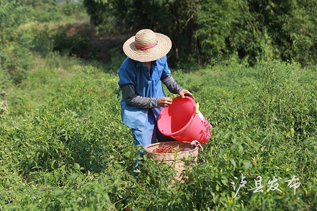 靠种植“不能吃的辣椒”,泸县这个村第一年就能挣45万(图4) 4.jpg