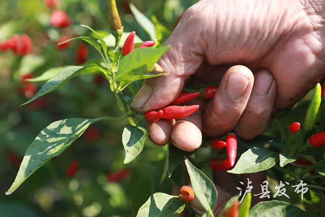 靠种植“不能吃的辣椒”,泸县这个村第一年就能挣45万(图6) 6.jpg