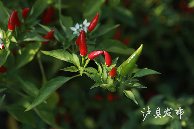 靠种植“不能吃的辣椒”,泸县这个村第一年就能挣45万(图10) 10.jpg