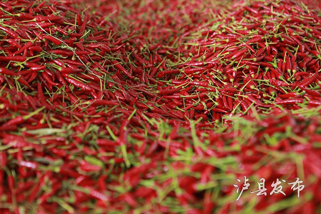 靠种植“不能吃的辣椒”,泸县这个村第一年就能挣45万(图11) 12.jpg