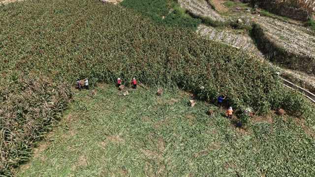 古蔺:种好一粒粱,酿好一滴酒,串起一条链(图1) 1.jpg