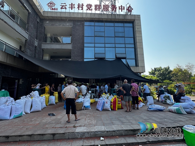 红高粱喜获丰收!泸县云龙镇订单农业铺就富民路(图3) 高粱收购现场.jpg