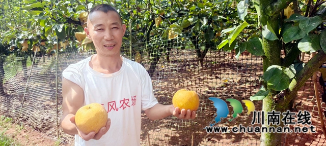 纳溪区大渡口镇:《检验报告》在手,黄金梨价高不愁卖(图1) 图1:王强的生态黄金梨个大汁多化渣.jpg