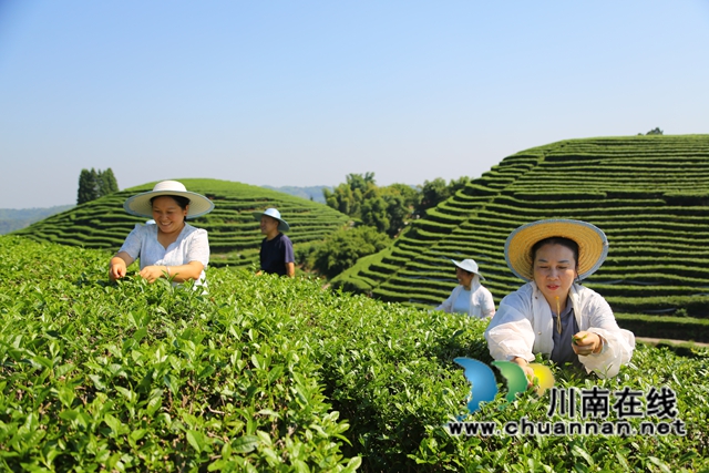 纳溪:白露茶开采,一冷一热造就独特风味(图1) 茶1.jpg