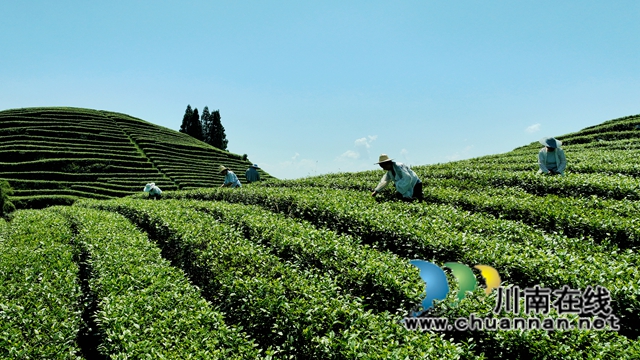 纳溪:白露茶开采,一冷一热造就独特风味(图2) 茶2.jpg