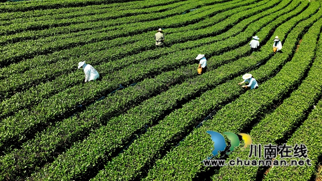 纳溪:白露茶开采,一冷一热造就独特风味(图3) 茶3.jpg