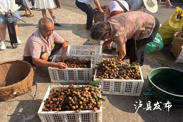 预计销售额超800万!泸县龙眼深加工产品成市场“新宠”(图3) 桂圆3.jpg