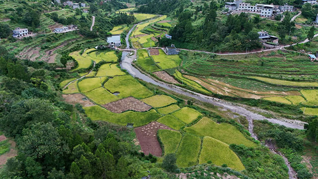 稻香鱼肥好“丰”景!古蔺白泥200亩共生稻鱼迎来双丰收(图1) 1.jpg