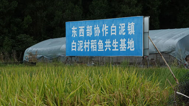 稻香鱼肥好“丰”景!古蔺白泥200亩共生稻鱼迎来双丰收(图3) 3.jpg
