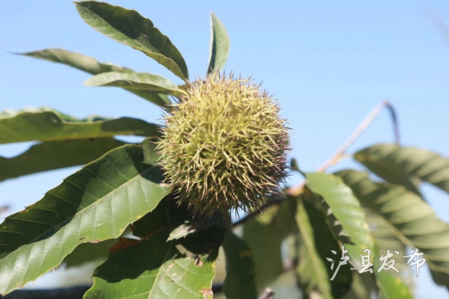 全身带刺的果子?泸县村民忙着捡这口美味(图6) 果6.jpg