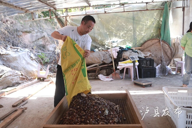 全身带刺的果子?泸县村民忙着捡这口美味(图7) 果7.jpg