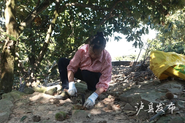 全身带刺的果子?泸县村民忙着捡这口美味(图3) 果3.jpg