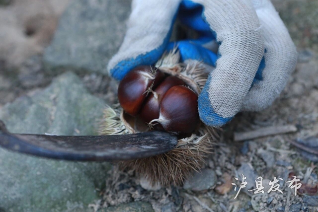 全身带刺的果子?泸县村民忙着捡这口美味(图4) 果4.jpg