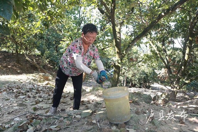 全身带刺的果子?泸县村民忙着捡这口美味(图5) 果5.jpg