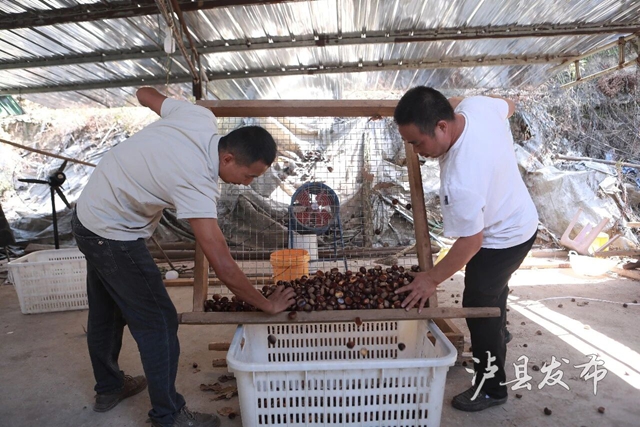 全身带刺的果子?泸县村民忙着捡这口美味(图8) 果8.jpg