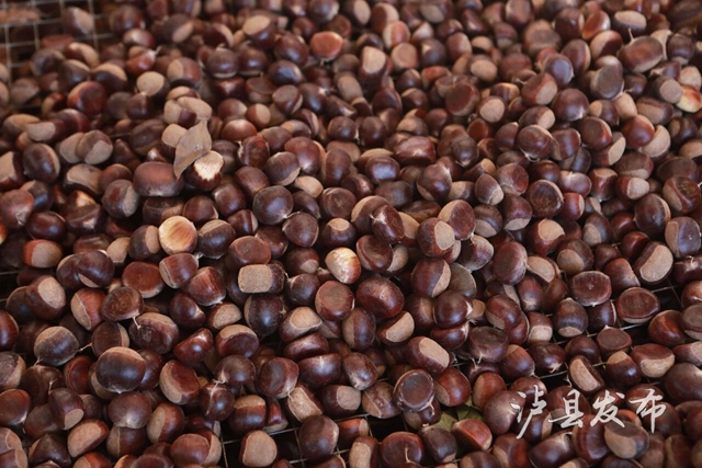 全身带刺的果子?泸县村民忙着捡这口美味(图10) 果10.jpg