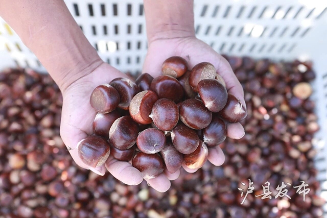 全身带刺的果子?泸县村民忙着捡这口美味(图9) 果9.jpg
