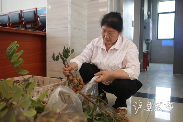 单颗22克,一串7斤!泸县龙眼“巅峰对决”结果出炉(图2) 2.jpg