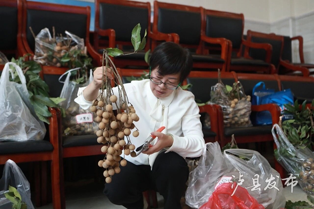 单颗22克,一串7斤!泸县龙眼“巅峰对决”结果出炉(图4) 4.jpg