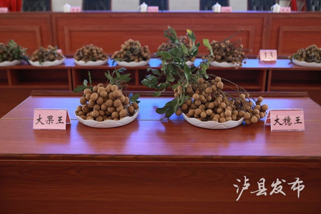 单颗22克,一串7斤!泸县龙眼“巅峰对决”结果出炉(图7) 7.jpg
