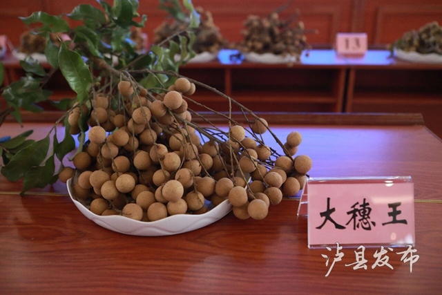 单颗22克,一串7斤!泸县龙眼“巅峰对决”结果出炉(图8) 8.jpg